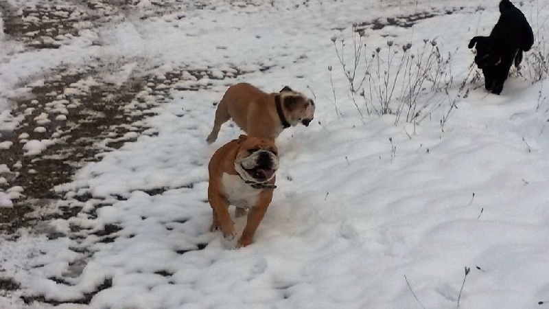LES BULLY'S